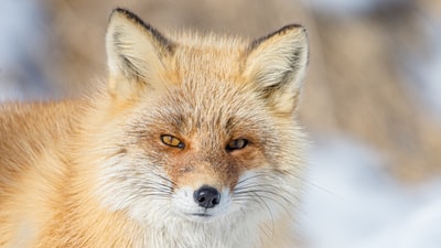 白天白雪上的棕色狐狸